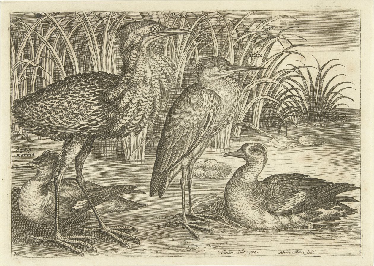 Bir nehir kıyısında dört yürüyen kuş Kuşlar (dizi adı) Avivm vivae (dizi adı) by Adriaen Collaert