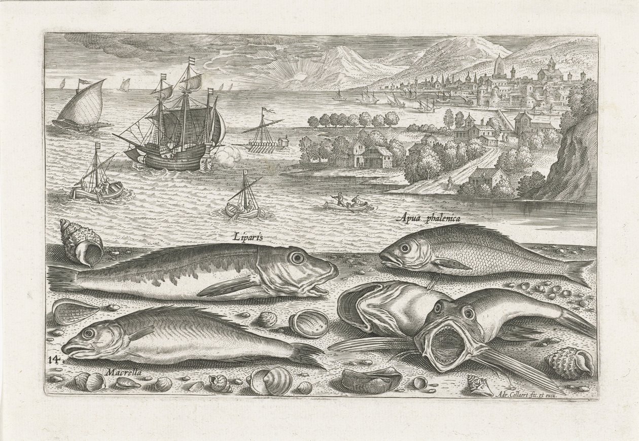 Sahilde beş balık Balık tutma (dizi adı) Piscium vivae simgeleri (seri başlığı) by Adriaen Collaert