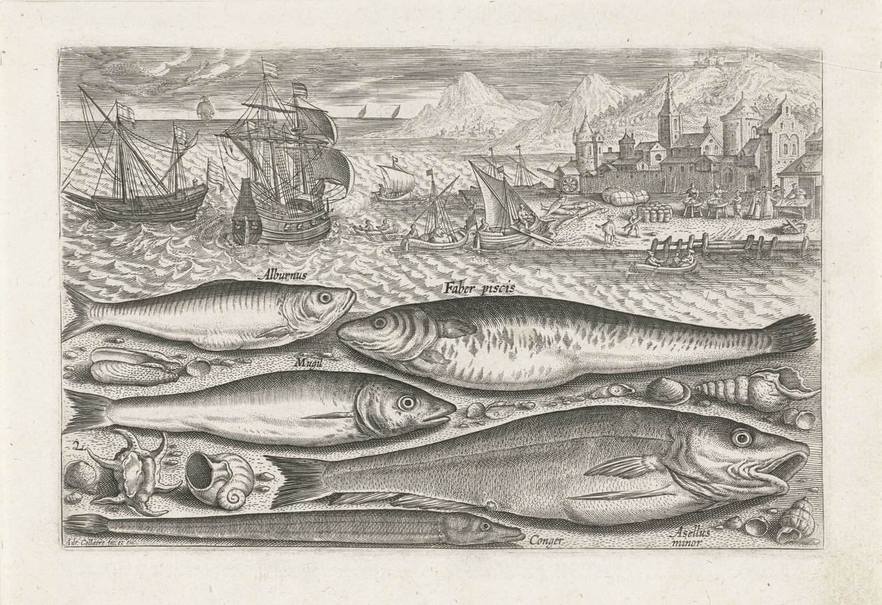Sahilde beş balık Balık tutma (dizi adı) Piscium vivae simgeleri (seri başlığı) by Adriaen Collaert