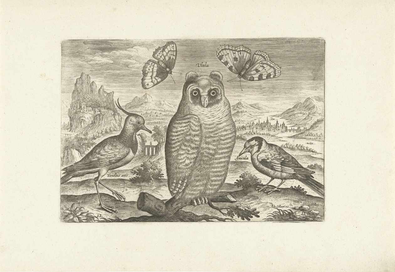 Manzaradaki kuşlar ve kelebekler Kuşlar (dizi adı) Avium vivae (dizi adı) by Adriaen Collaert