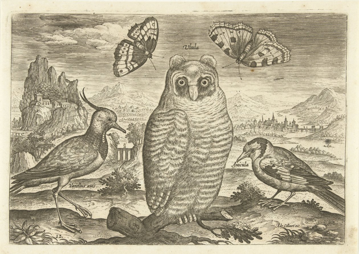 Manzaradaki kuşlar ve kelebekler Kuşlar (dizi adı) Avium vivae (dizi adı) by Adriaen Collaert