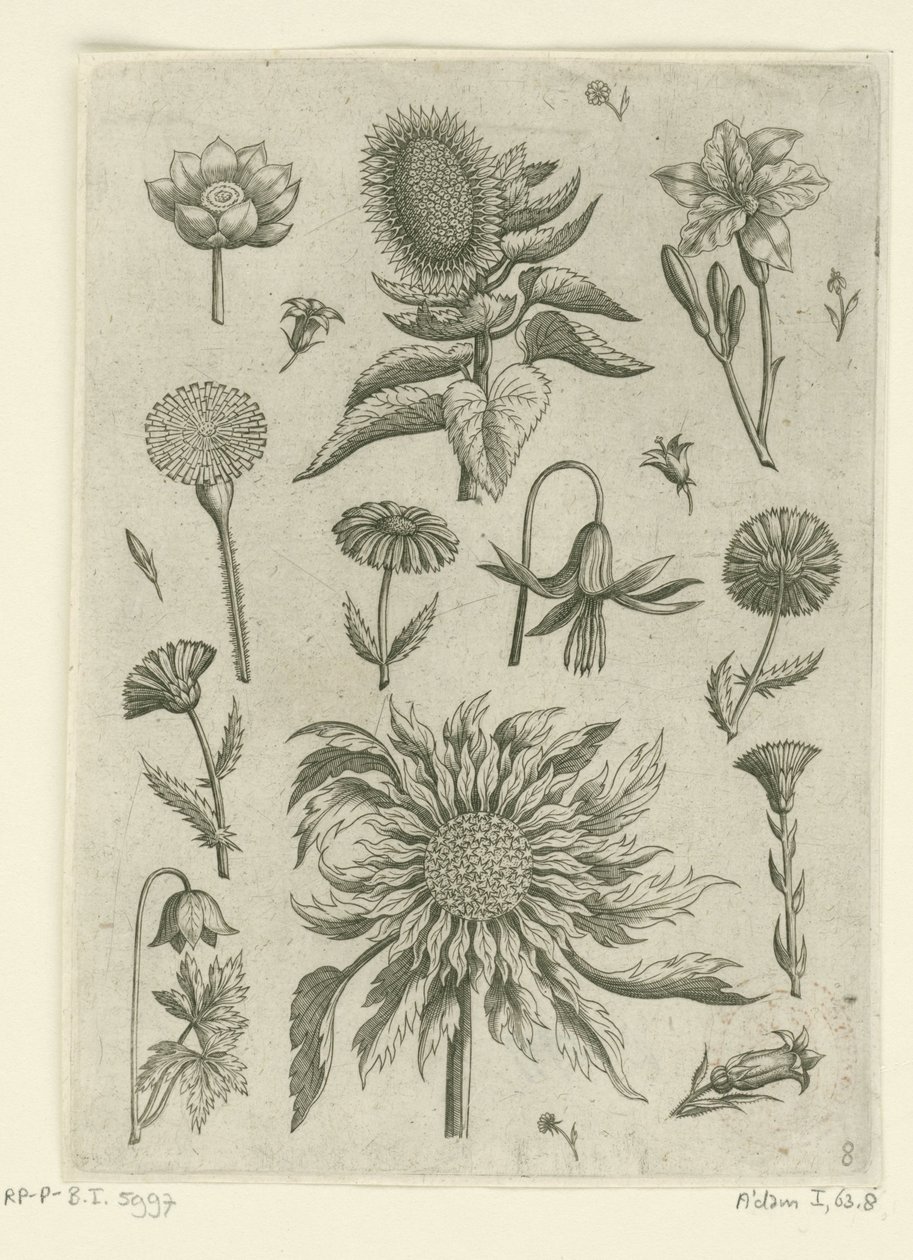 Ayçiçeği ve diğer çiçekler. Florilegium (dizi adı) by Adriaen Collaert