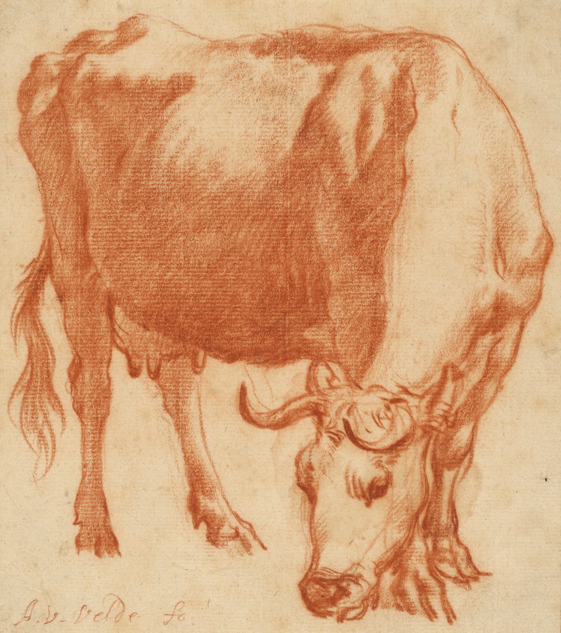 Otlayan bir inek, c.1663 (Kırmızı tebeşir çizimi) by Adriaen van de Velde