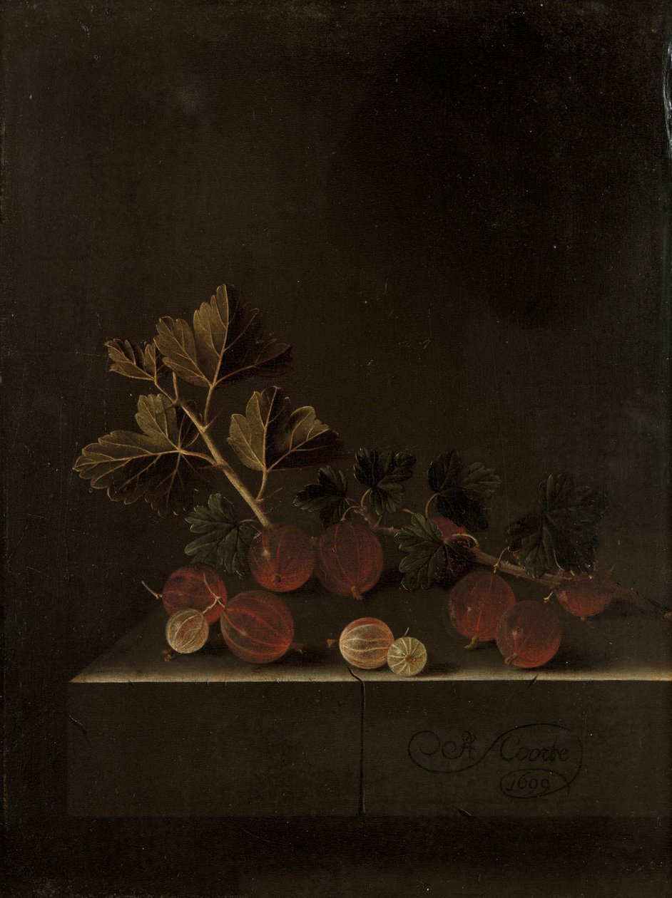 Taş Kaide Üzerinde Bektaşi Üzümü Dalı, 1699 by Adrian Coorte