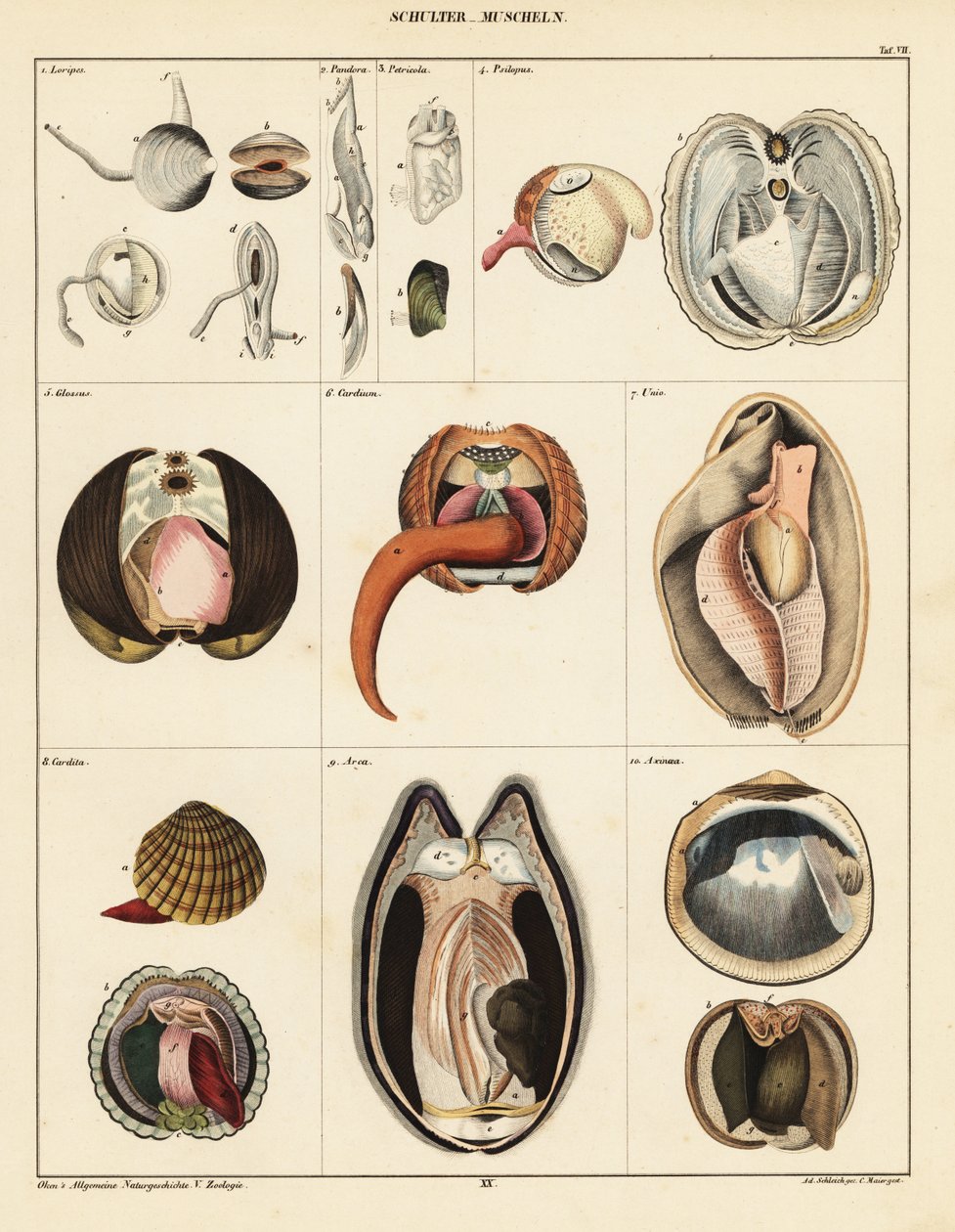 Çift kabuklu yumuşakçaların anatomisi.,1841 (litografi) by Adrian Schleich
