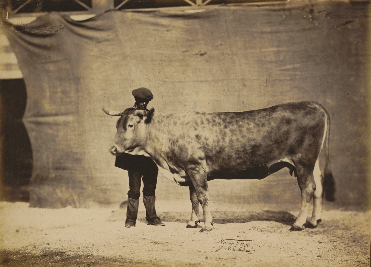 Garonnaise inek, 5-6 yaşlarında, 1856. by Adrien Alban Tournachon