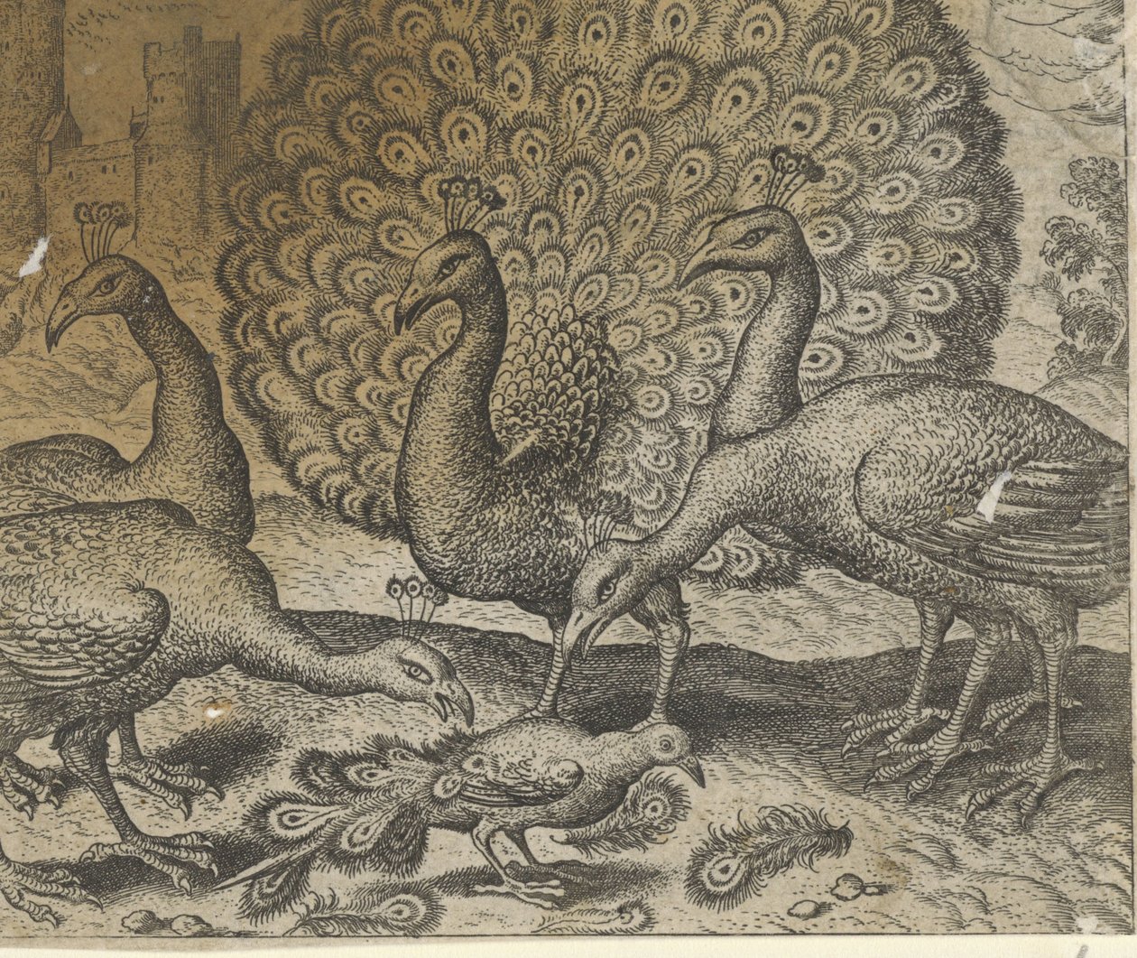 Tavus Kuşu Tüylü Saksağan Masalı by Egidius  Sadeler (II)