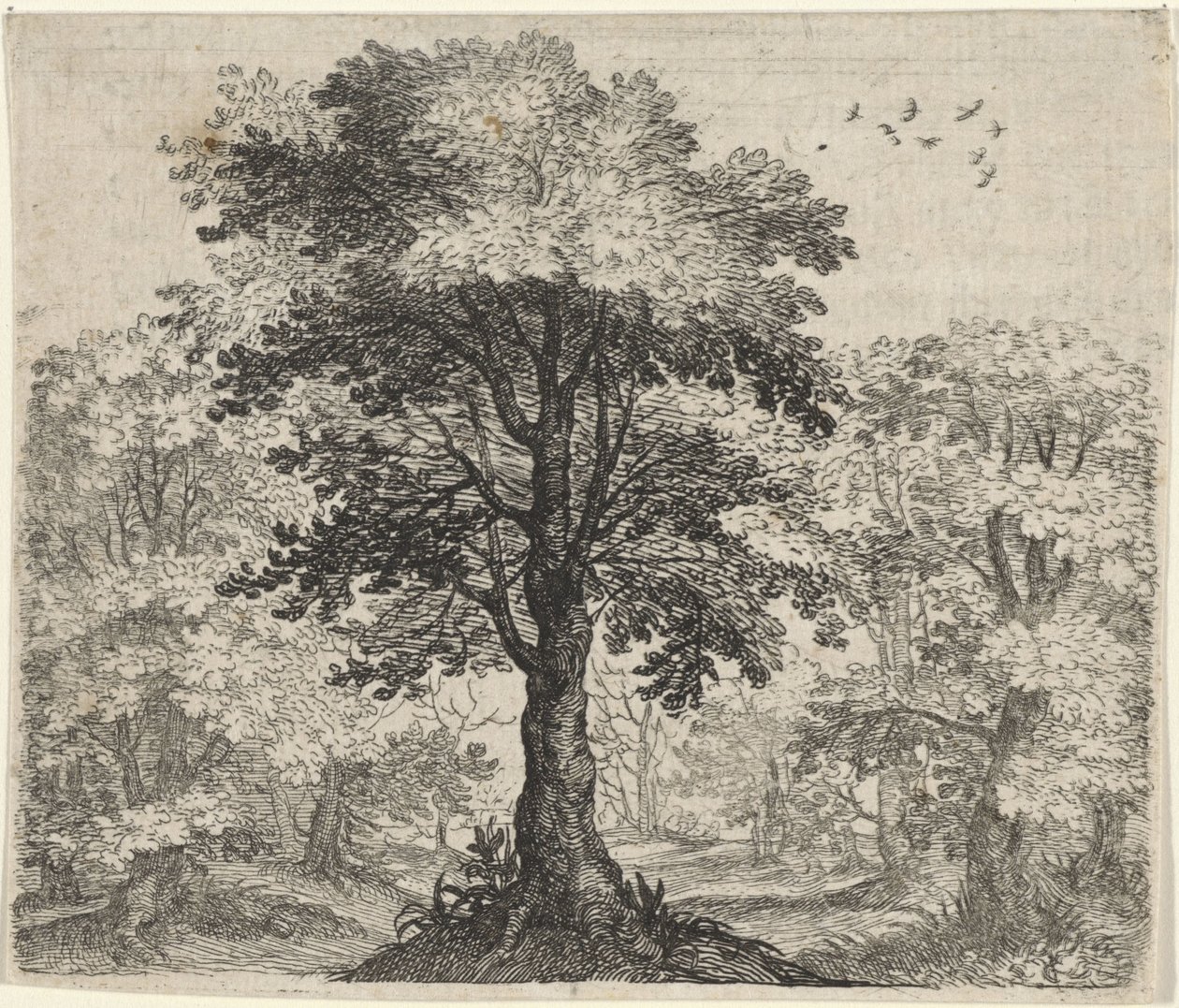 Karaağaç ve Meşe Masalı by Egidius  Sadeler (II)