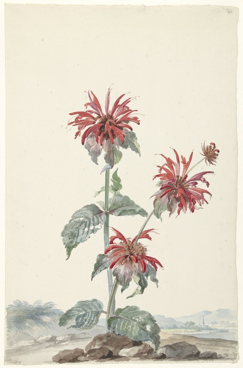 Peyzajda Kırmızı Bergamot by Aert Schouman (signed by artist)