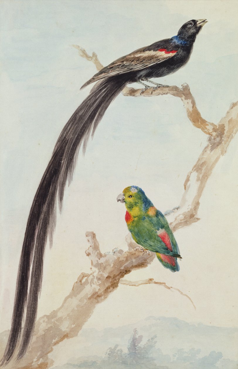 Uzun Kuyruklu Dul Kuşu ve mavi taçlı asılı papağan, 1783 (kağıt üzerinde tebeşir, tuvalet ve kurşun kalem) by Aert Schouman