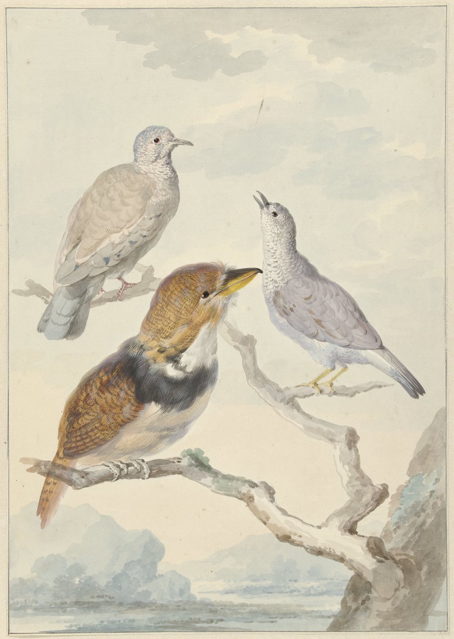 Üç kuş, iki İnka güvercini ve yakalı sakallı guguk kuşu by Aert Schouman
