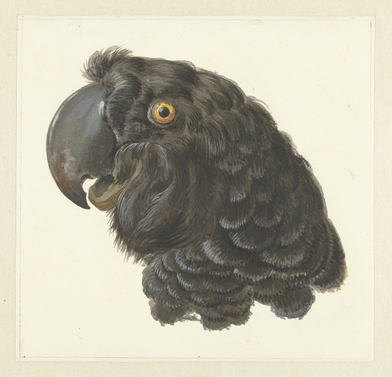 Kakadu Başı Papağan Başı (nesne üzerindeki başlık) by Aert Schouman