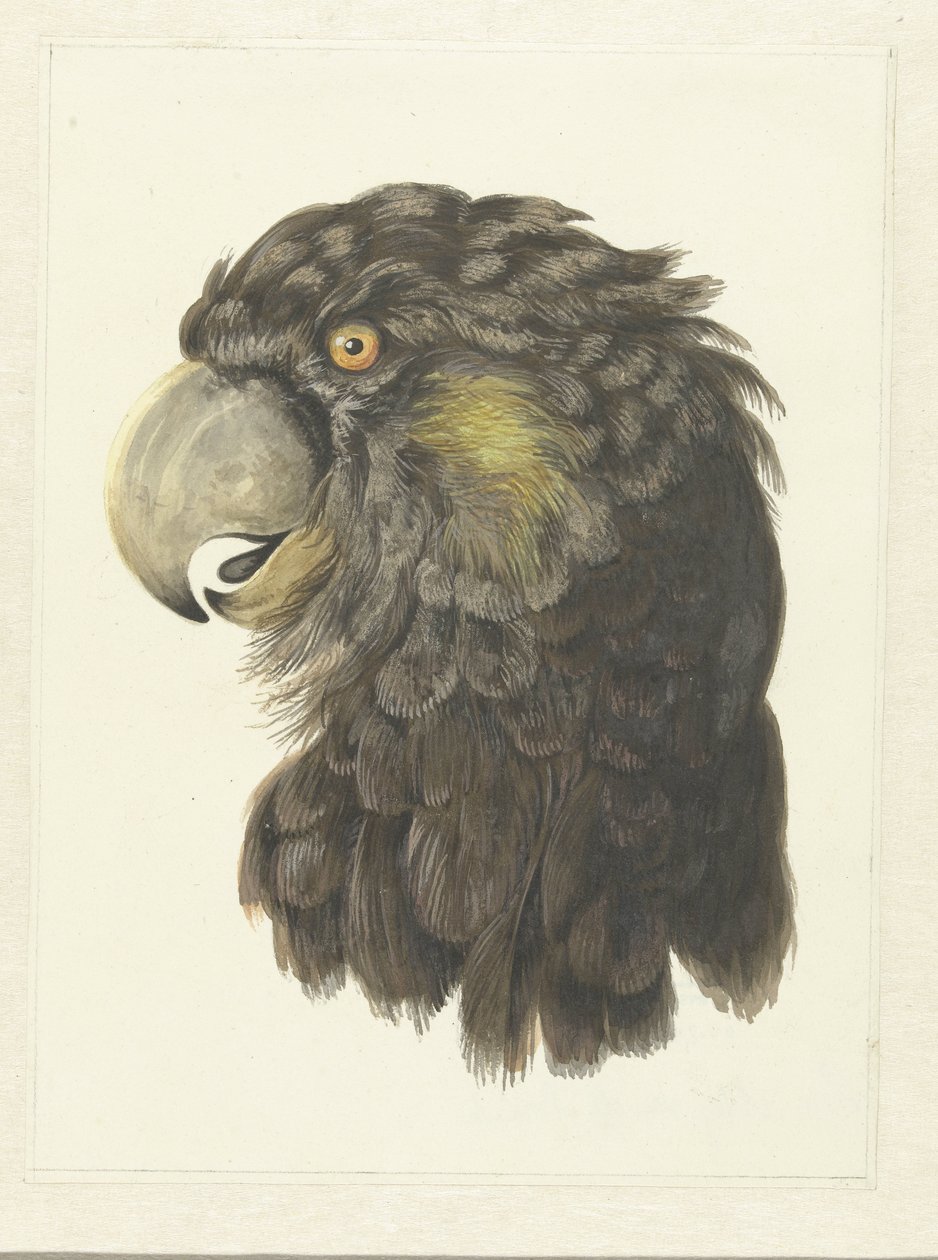 Kakadu Başı Papağan Başı (nesne üzerindeki başlık) by Aert Schouman