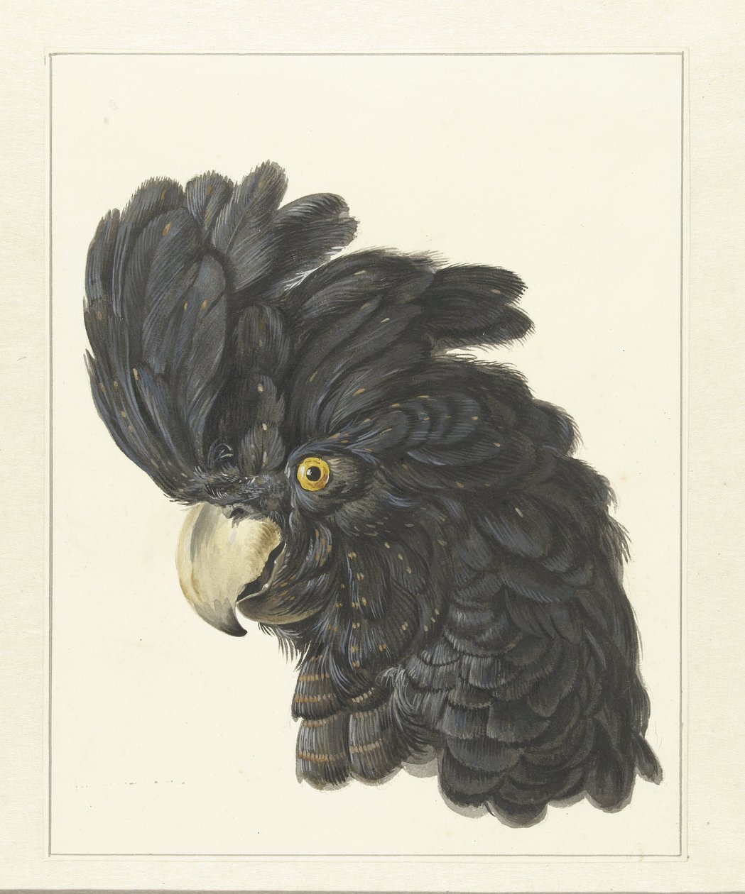Kakadu Başı Papağan Başı (nesne üzerindeki başlık) by Aert Schouman