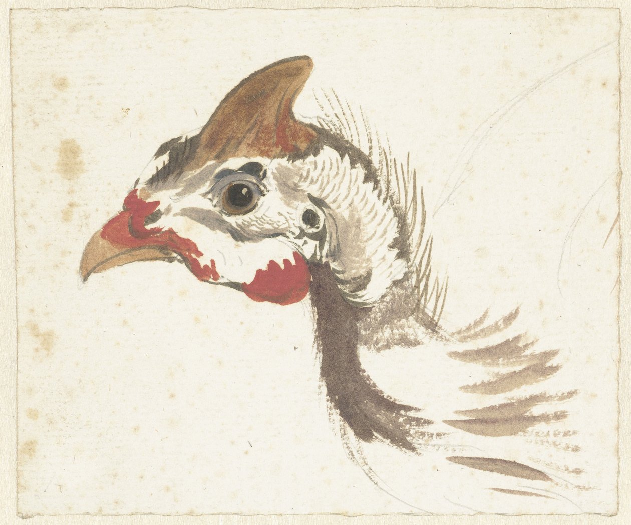 Miğferli Guineafowl Başkanı by Aert Schouman