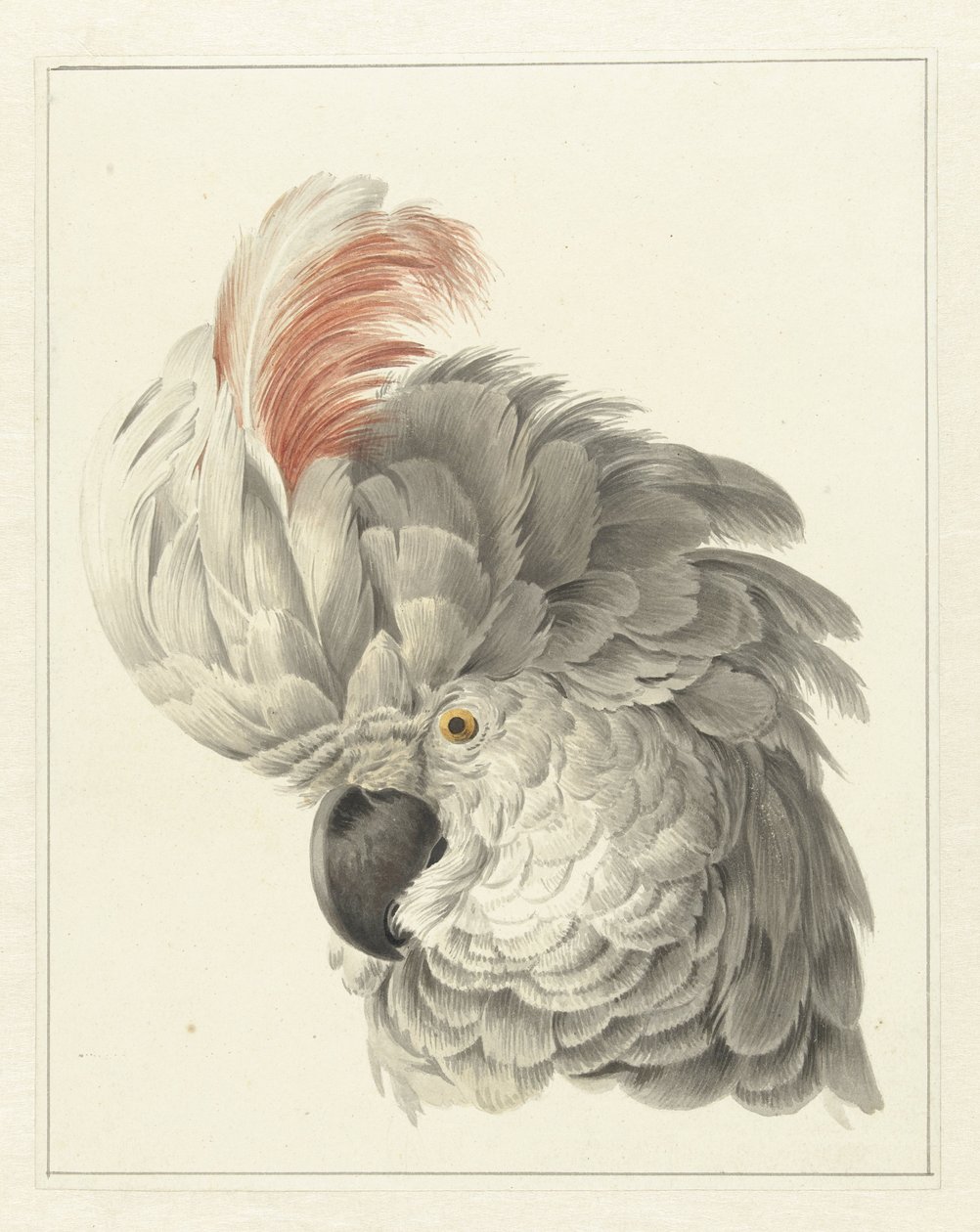 Kakadu başı Papağan başı (nesne üzerindeki başlık) by Aert Schouman