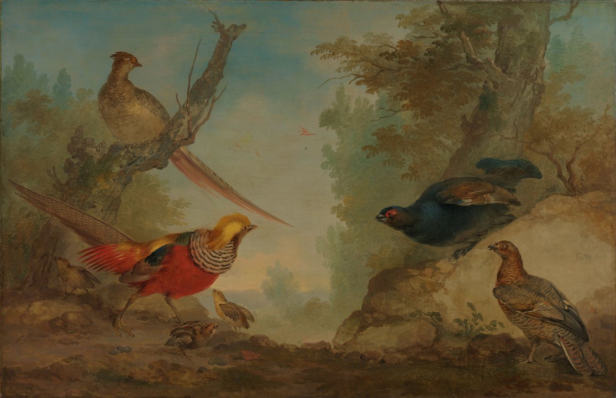 sülün by Aert Schouman