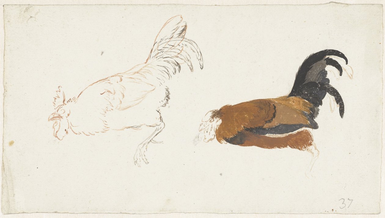 Ölü bir horozun iki çalışması by Aert Schouman