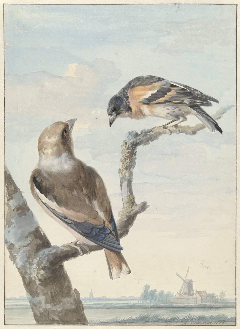 İki kuş: bir alıç (Coccothraustes coccothraustes) ve bir kale (Fringilla montifringilla) by Aert Schouman