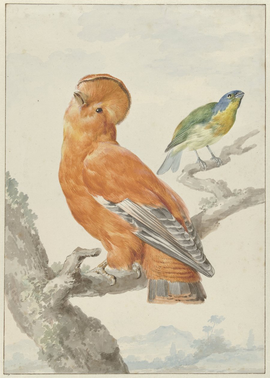 İki Egzotik Kuş İki kuş: turuncu bir kaya horozu (Rupicola rupicola) ve bir gökkuşağı kiraz kuşu (Passerina leclancherii) by Aert Schouman