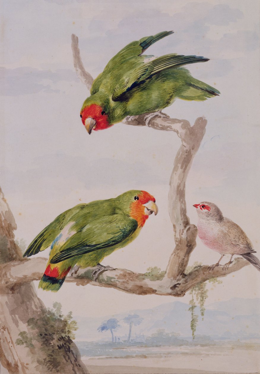 İki kırmızı yüzlü muhabbet kuşu ve bir mum gagası, 1756 (kağıt üzerinde tebeşir, tuvalet ve kurşun kalem) by Aert Schouman