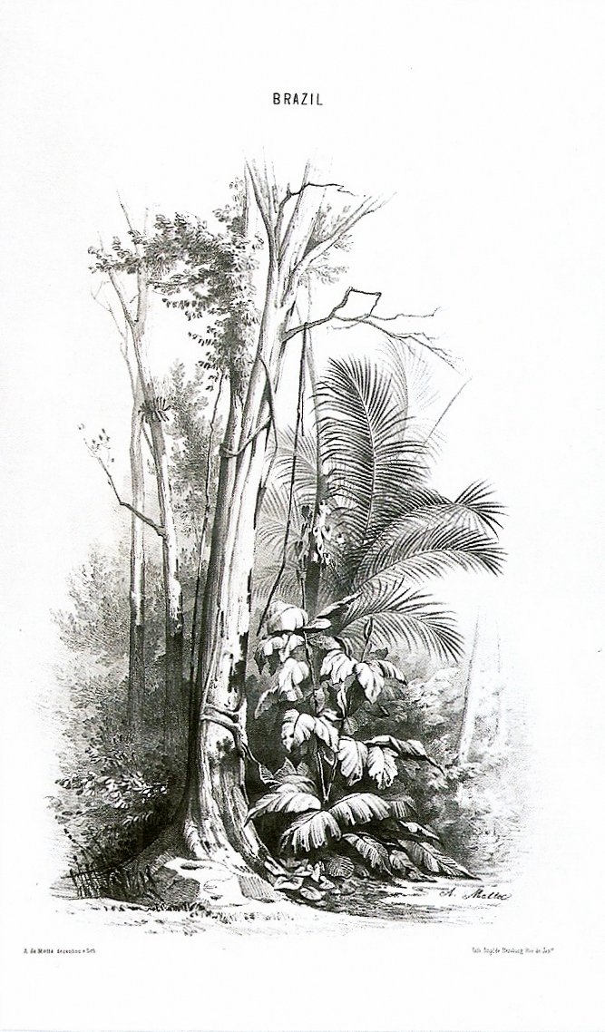 Bir orman manzarası - Brezilya by Agostinho Jose da Mota