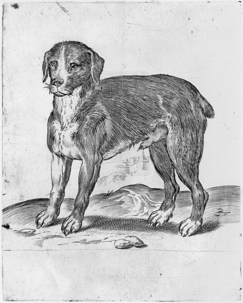 Köpek by Agostino Carracci
