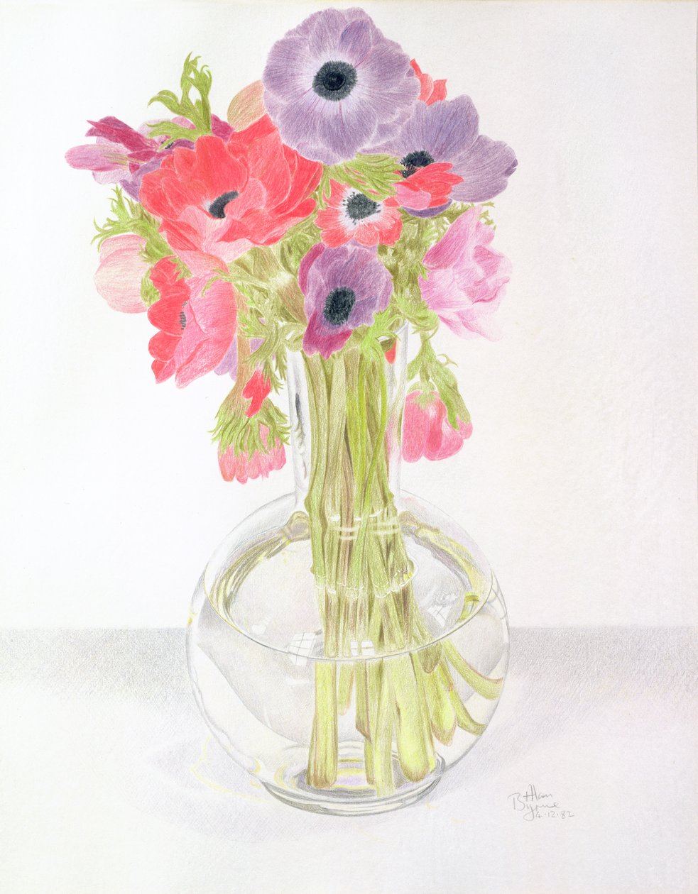Anemonlar, 1982 (kağıt üzerine renkli kurşun kalem) by Alan Byrne
