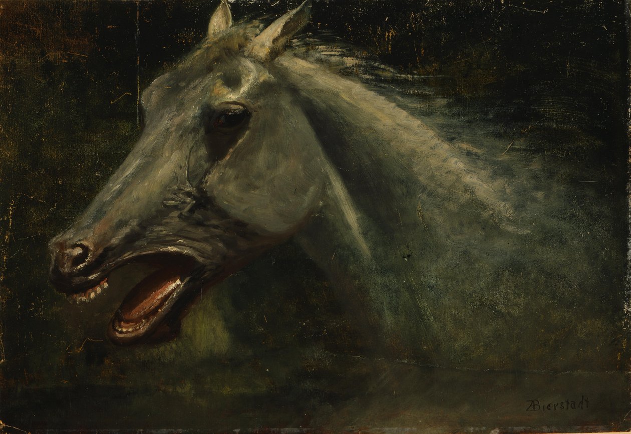 Vahşi Bir Aygır by Albert Bierstadt
