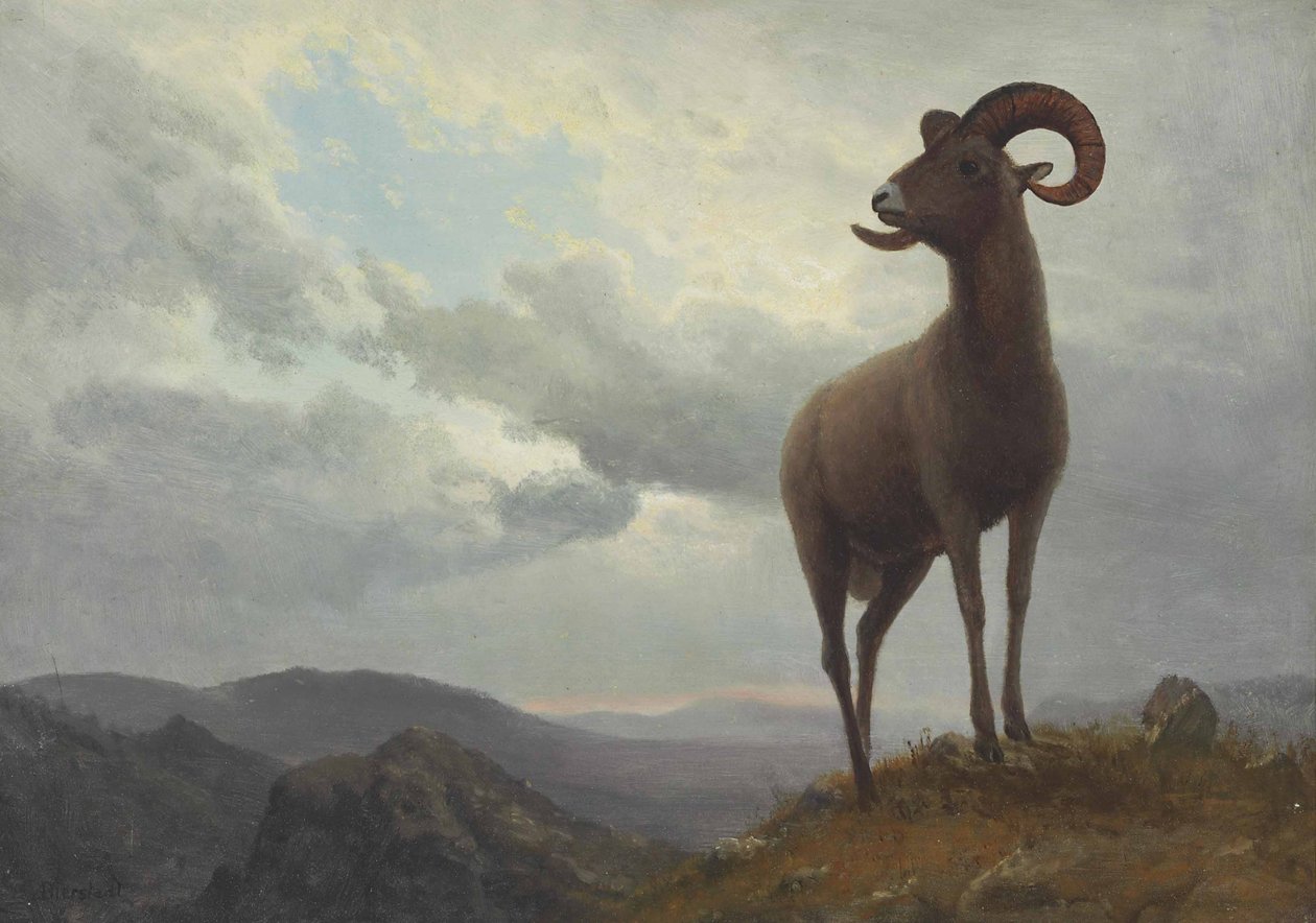 Uzun Boynuzlu Koyun by Albert Bierstadt