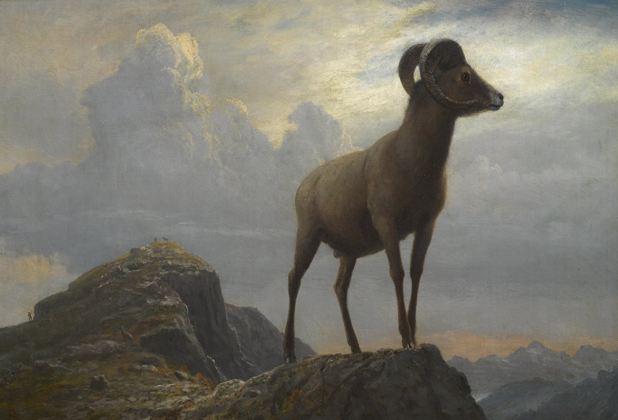Bir Bighorn Ram Çalışması by Albert Bierstadt