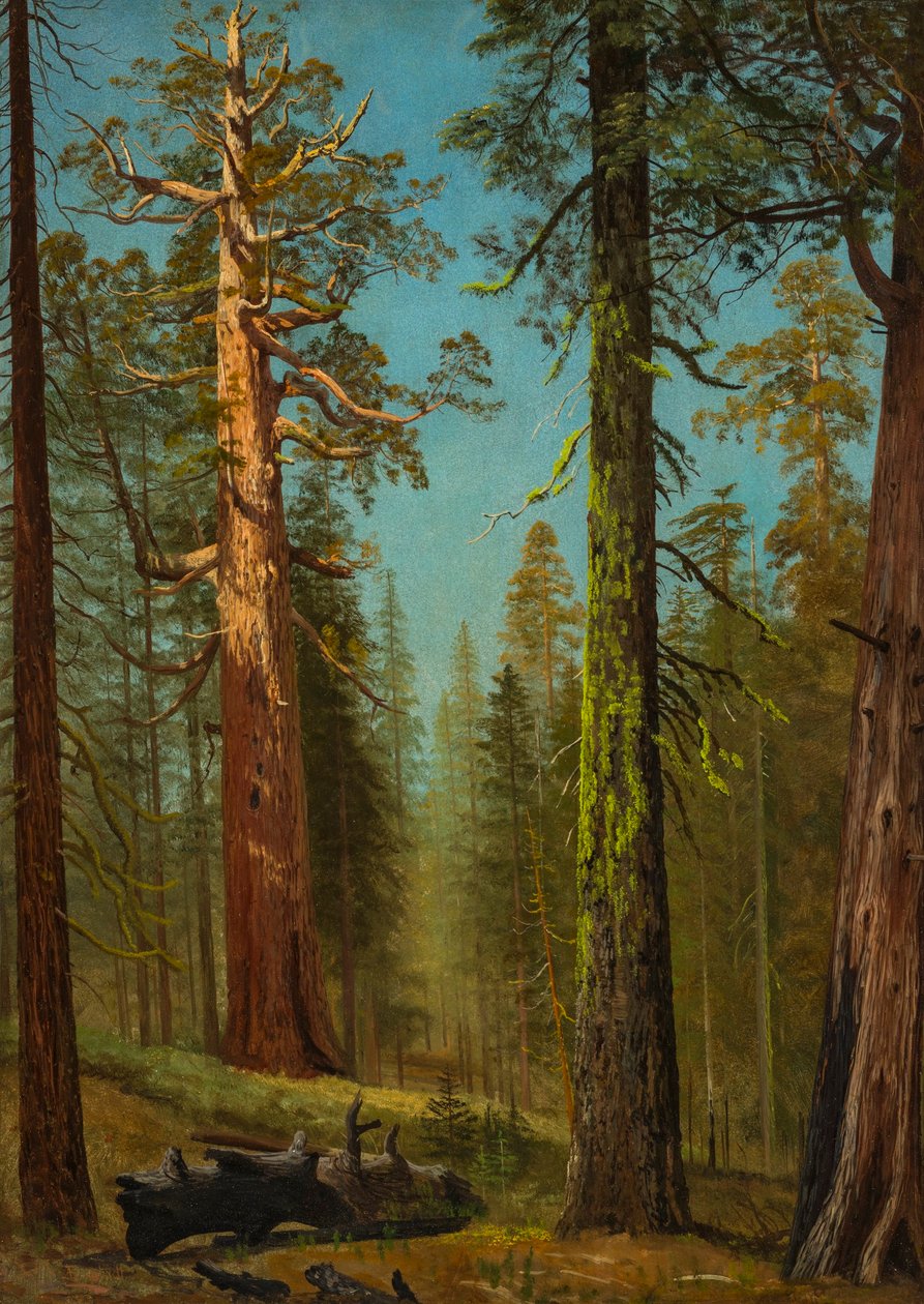 Boz Dev Sequoia, Mariposa Grove, California by Albert Bierstadt