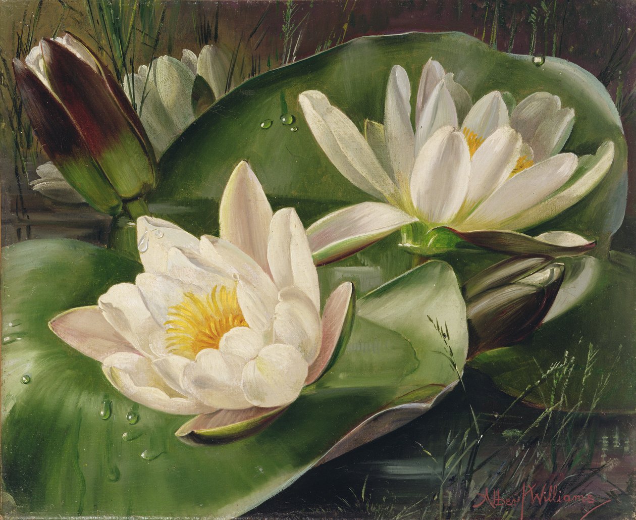 AB235 Nilüferler by Albert Williams