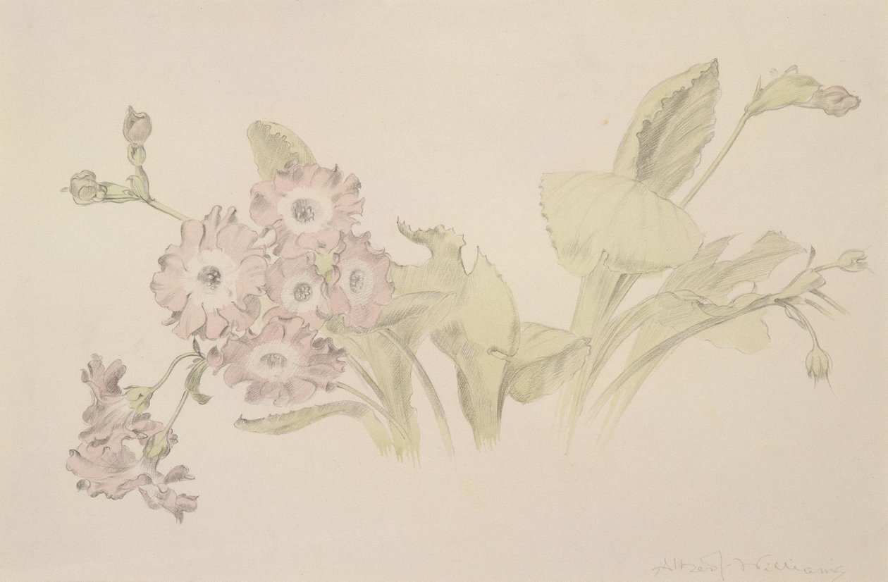 Auricula (kağıt üzerinde wc ve kalem) by Albert Williams