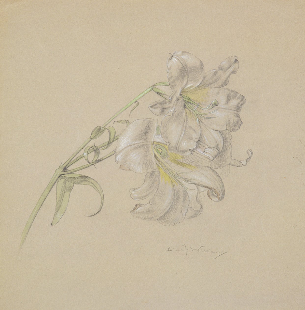 Lily (kağıt üzerine klozet, tebeşir ve kurşun kalem) by Albert Williams