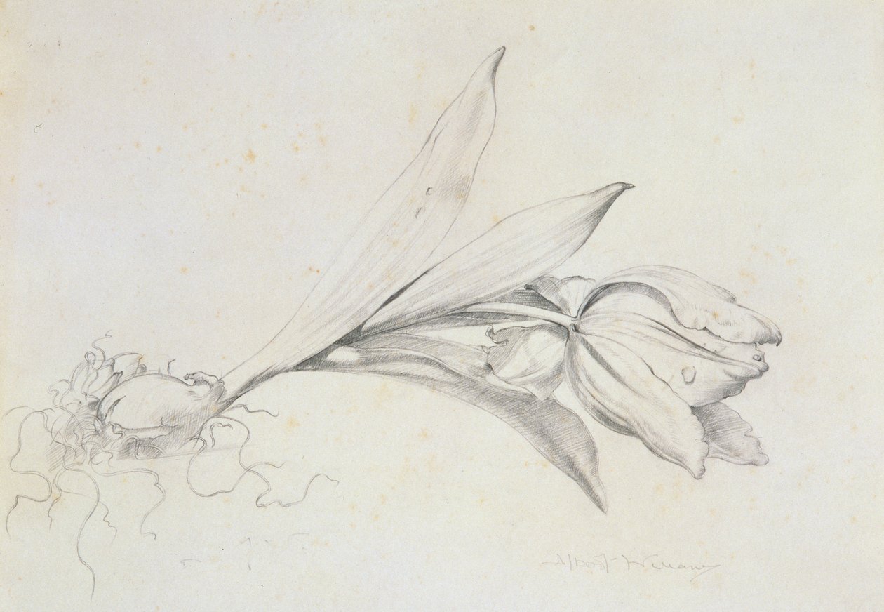 Lale by Albert Williams