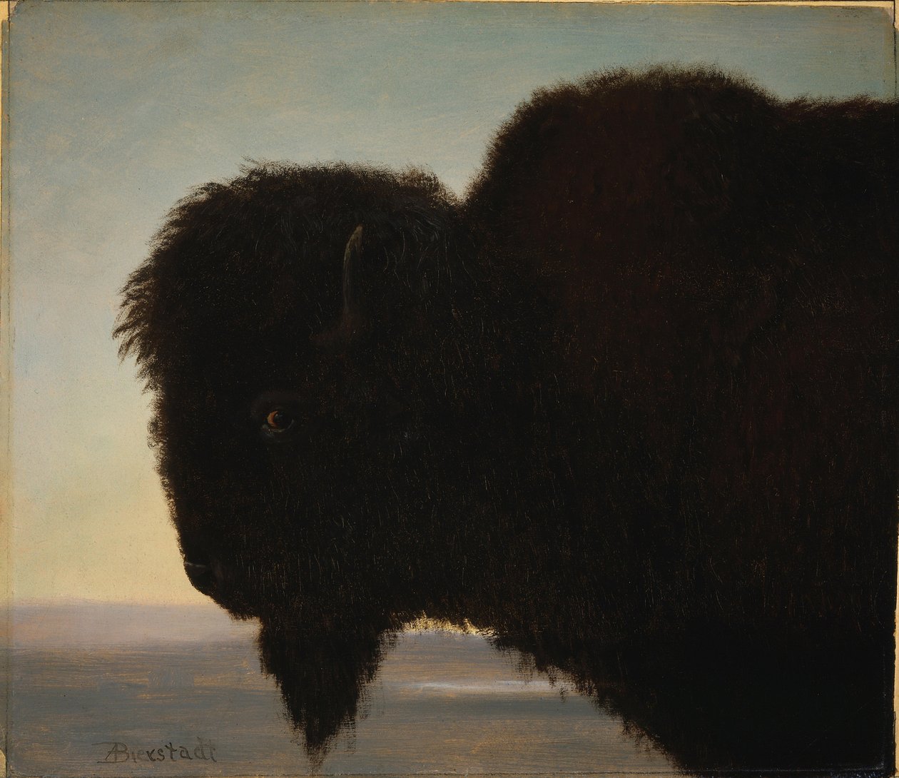 bufalo kafası by Albert Bierstadt