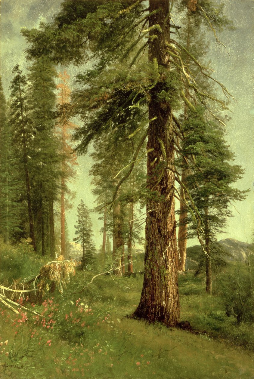 Kaliforniya Sekoyaları by Albert Bierstadt