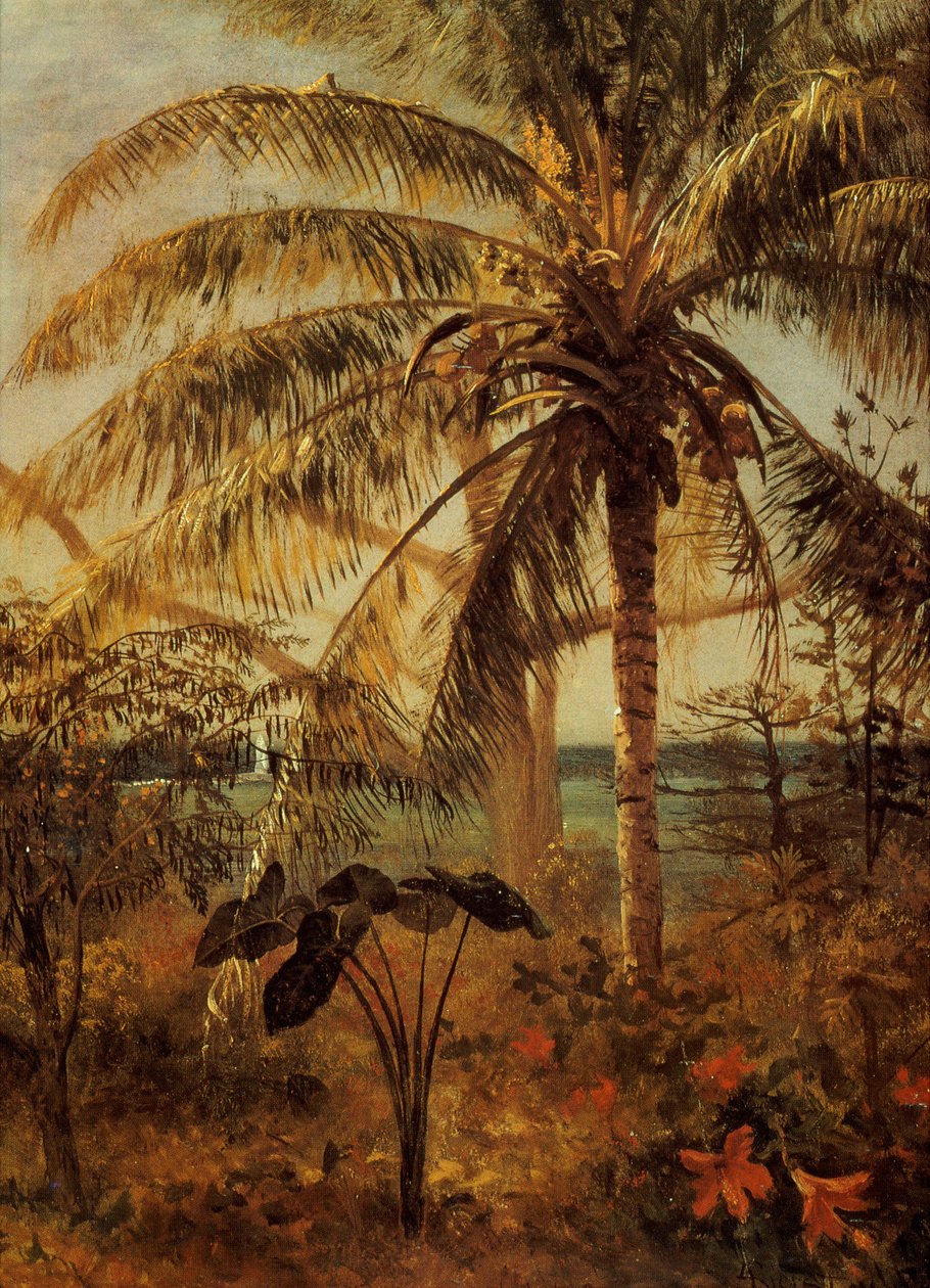 Palmiye Ağacı, Nassau, 1892 by Albert Bierstadt