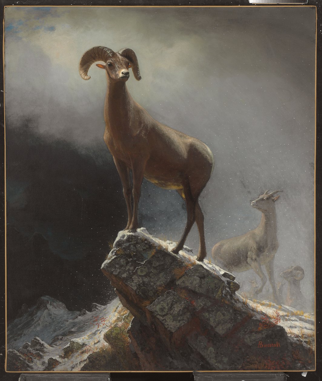 Rocky Mountain Sheep veya Big Horn, Ovis, Montana, c.1884 by Albert Bierstadt