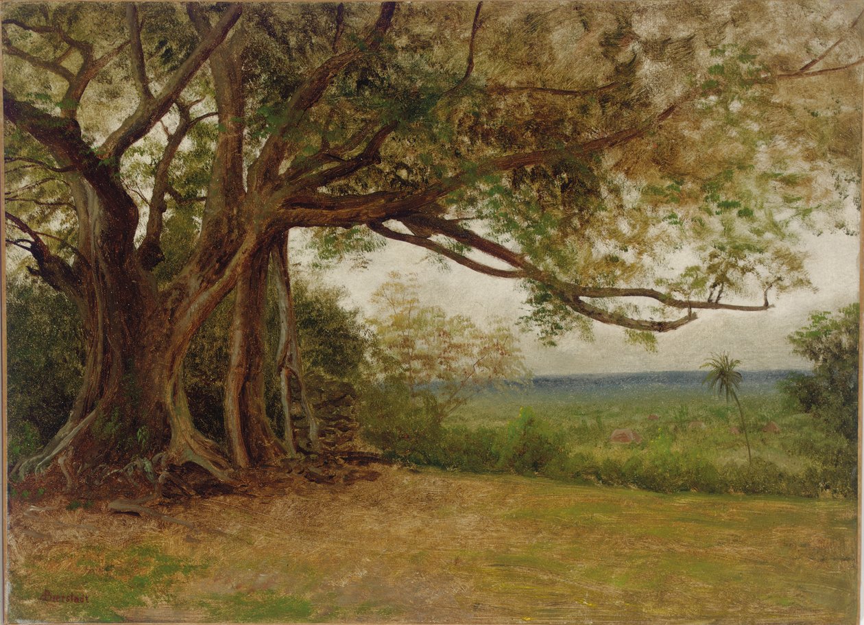 "Kolomb
