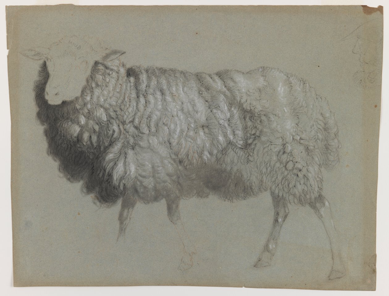 Bir Ewe çalışması, c.1855 (gri-yeşil kağıt üzerinde grafit, pastel boya ve tebeşir) by Albert Bierstadt