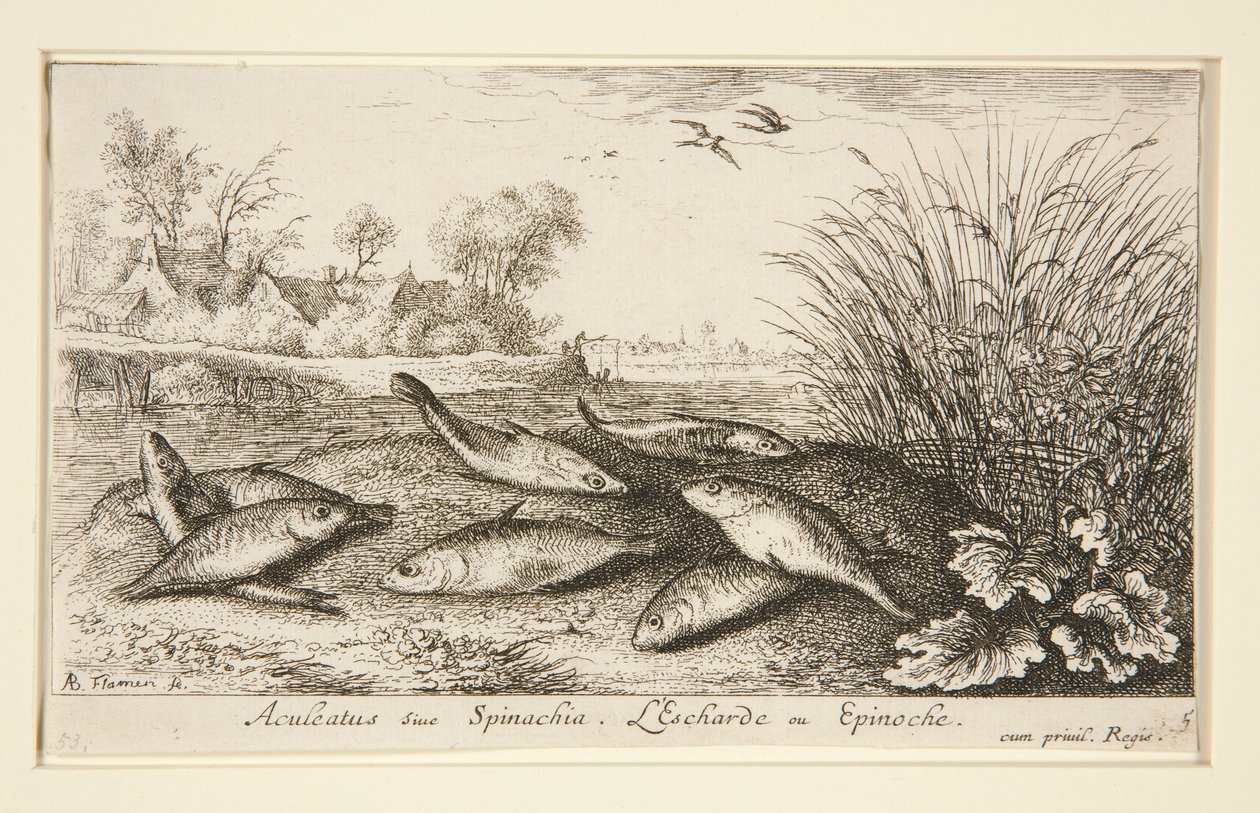 Aculeatus veya Ispanak. L by Albert Flamen