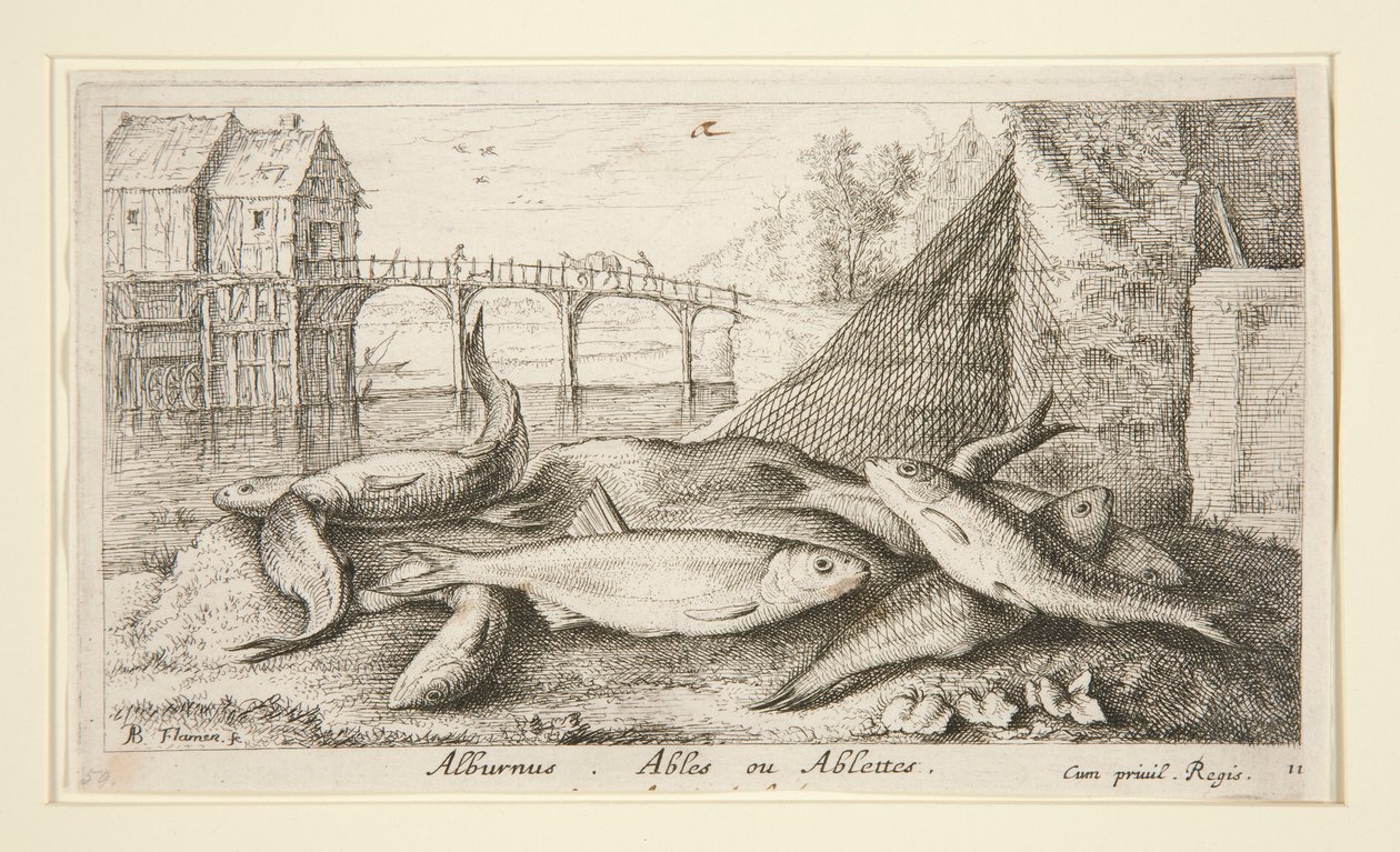 Alburnus. Yetenekli veya Yetenekli by Albert Flamen
