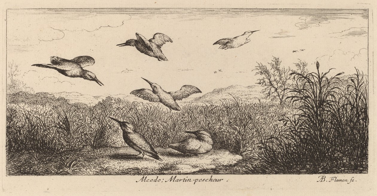 Alcedo, Yalıçapkını by Albert Flamen