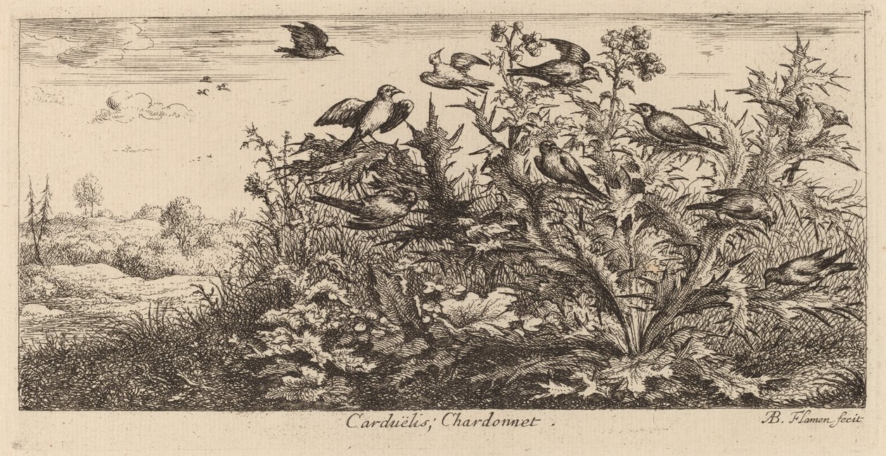 Carduelis, Saka Kuşu by Albert Flamen