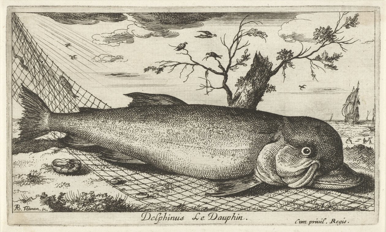Balık ağındaki yunus Delphinus Le Dauphin. (nesne üzerindeki başlık) Balık ve diğer deniz canlıları - tuzlu su üçüncü serisi (dizi başlığı) Poissons de mer (dizi adı) by Albert Flamen