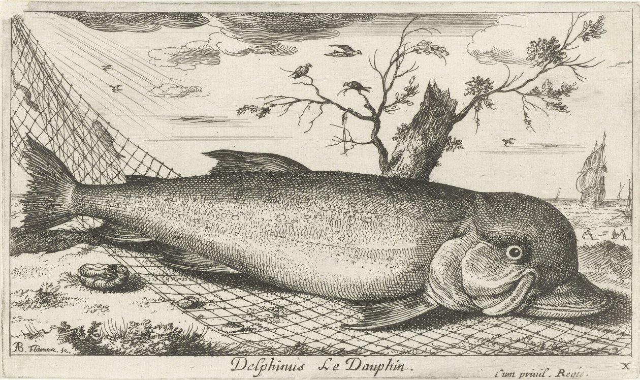 Balık ağındaki yunus Delphinus Le Dauphin. (nesne üzerindeki başlık) Balık ve diğer deniz canlıları - tuzlu su üçüncü serisi (dizi başlığı) Poissons de mer (dizi adı) by Albert Flamen