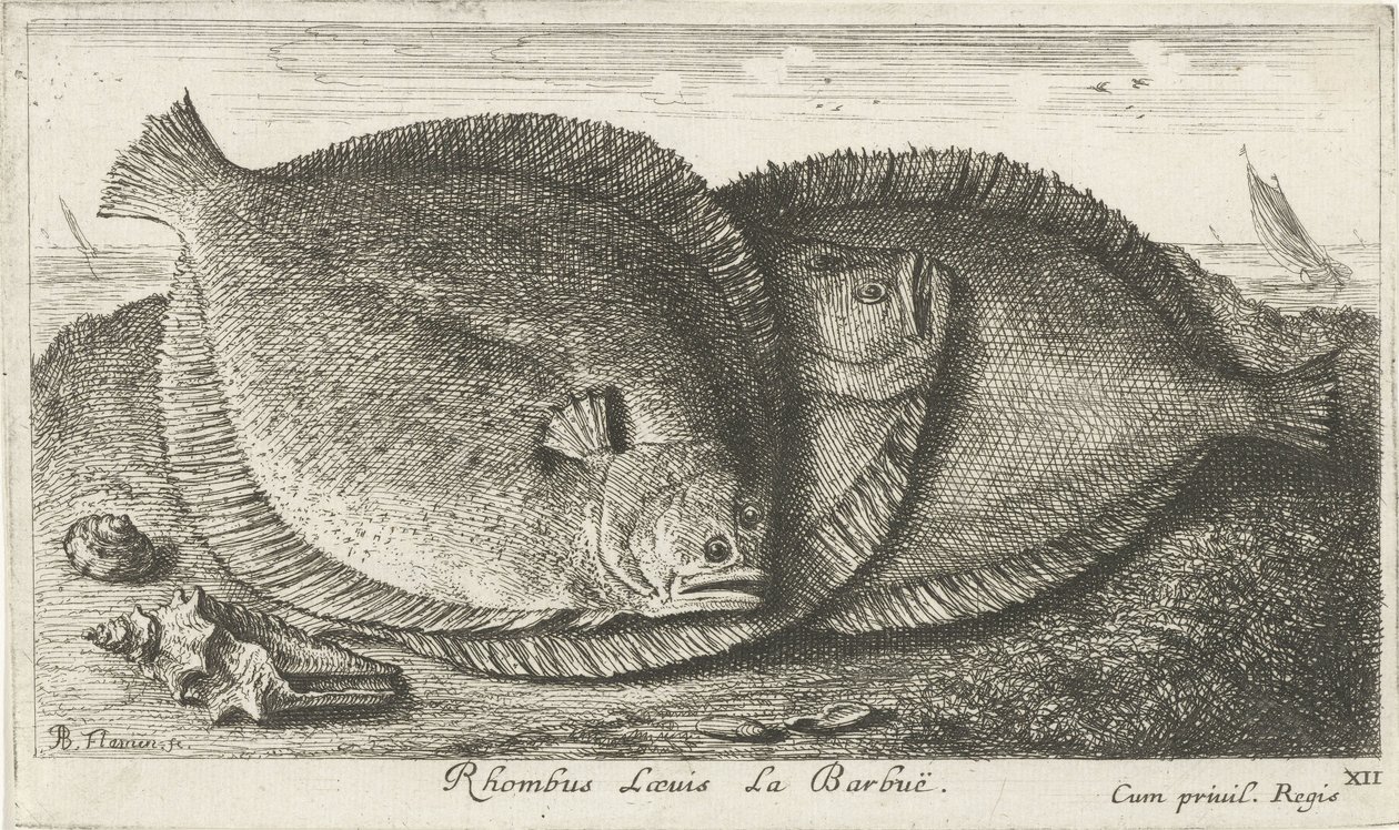 Sahilde üç civciv Rhombus Laeuis La Barbuë (nesne üzerindeki başlık) Balık ve diğer deniz canlıları - tuzlu su üçüncü serisi (dizi başlığı) Poissons de mer (dizi adı) by Albert Flamen