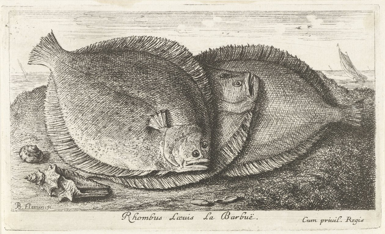 Sahilde üç civciv Rhombus Laeuis La Barbuë (nesne üzerindeki başlık) Balık ve diğer deniz canlıları - tuzlu su üçüncü serisi (dizi başlığı) Poissons de mer (dizi adı) by Albert Flamen